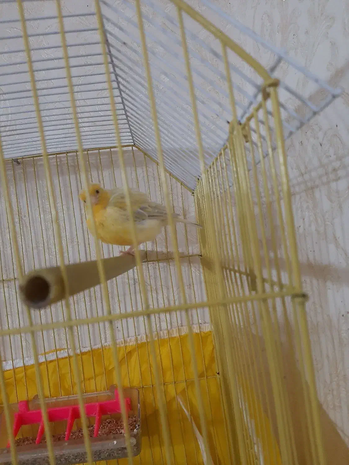 قناری  نر نوچه جوجه امسال به همراه قفس کلبه ای|پرنده|سیرجان, |دیوار