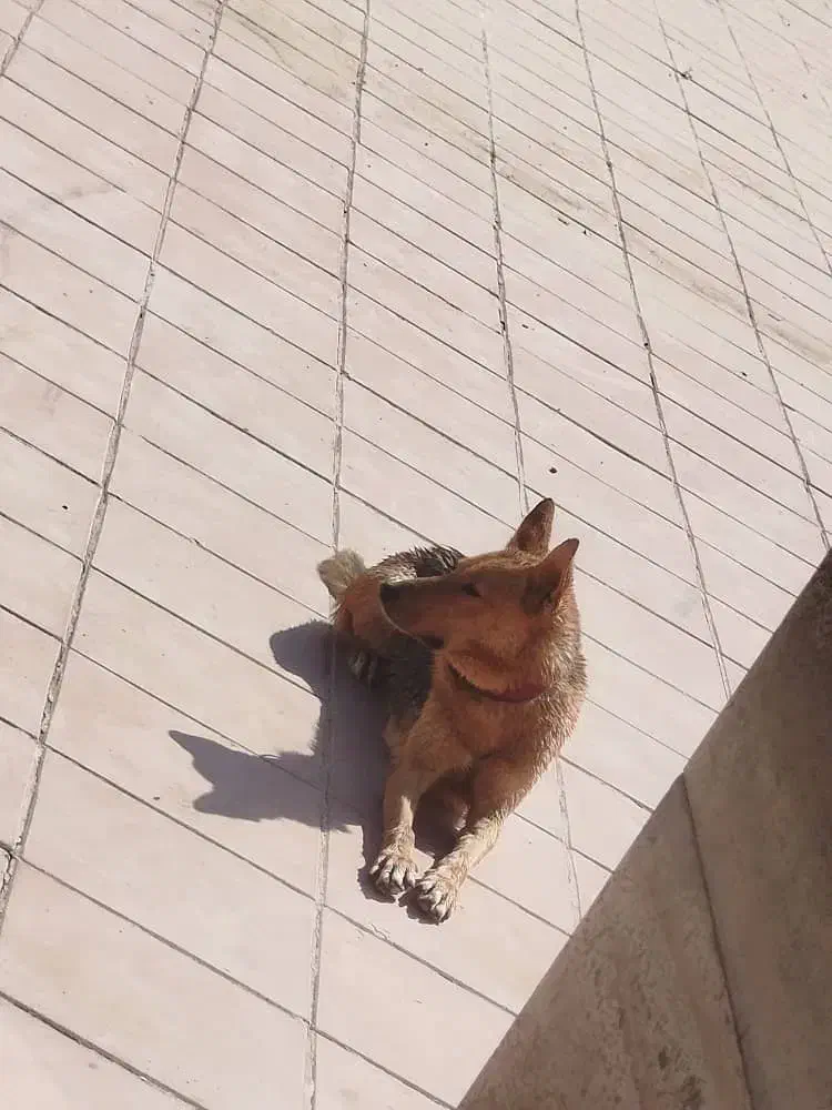 سگ ژرمن ورکلاین ماده|سگ|هشتگرد, ینگی امام|دیوار