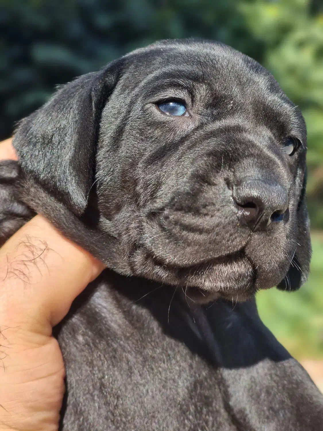 توله دالمیشن/نر و ماده|سگ|تهران, سعادت‌آباد|دیوار