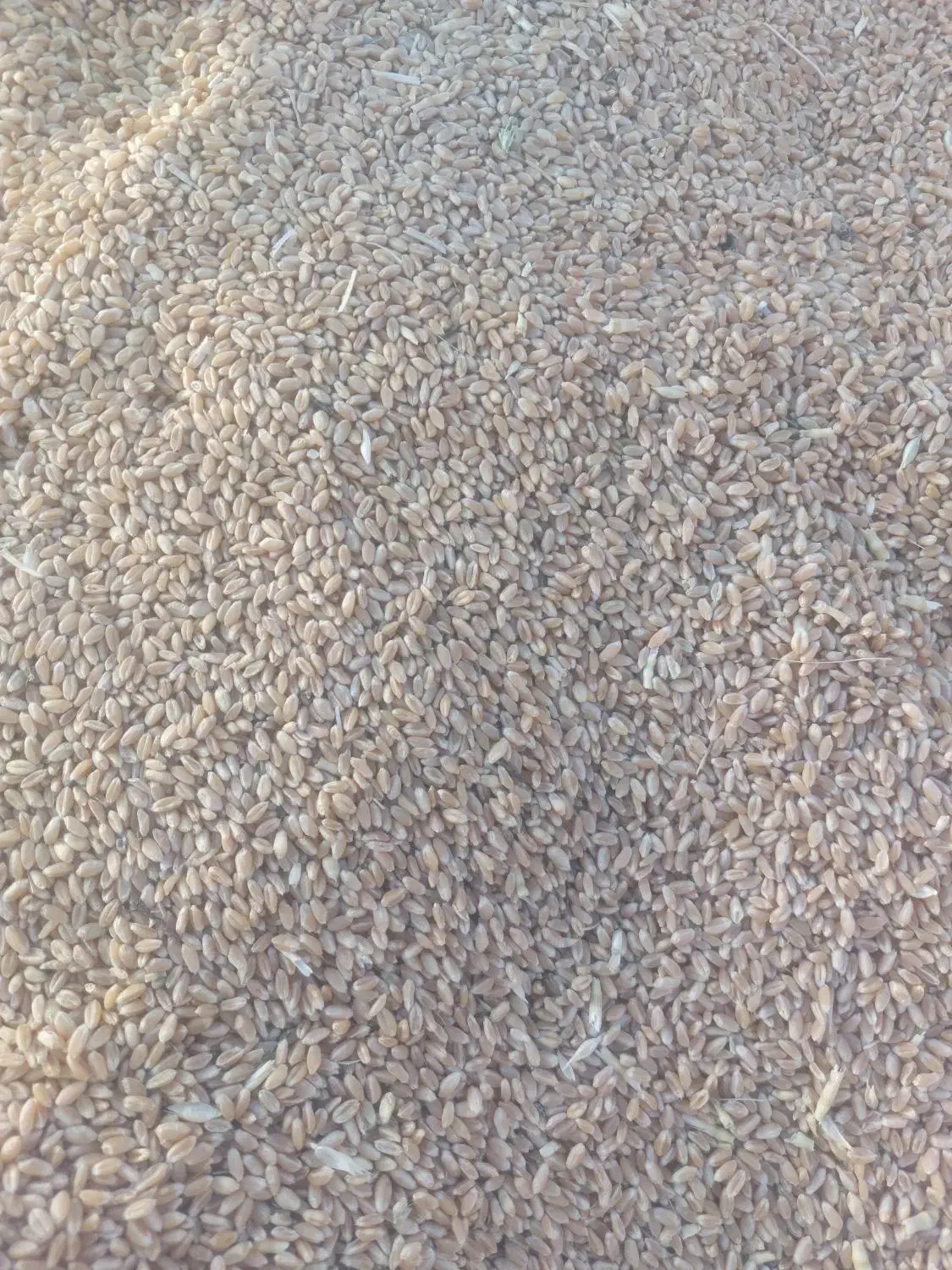 گندم بردسیر برای پخت نان|خوردنی و آشامیدنی|بردسیر, |دیوار