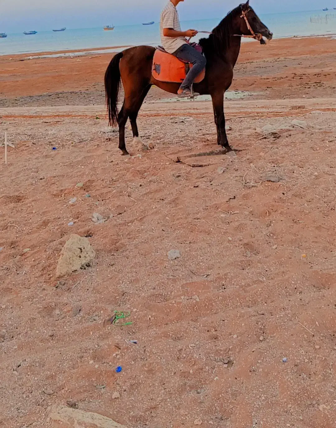 اسب|اسب و تجهیزات اسب‌سواری|قشم, |دیوار