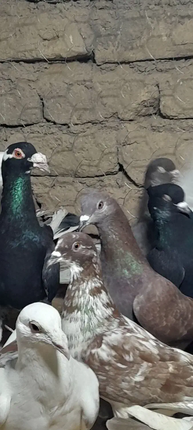 ۲۵تا دورگ پرشی دانه ۱۸۰|پرنده|مشهد, کوشش|دیوار