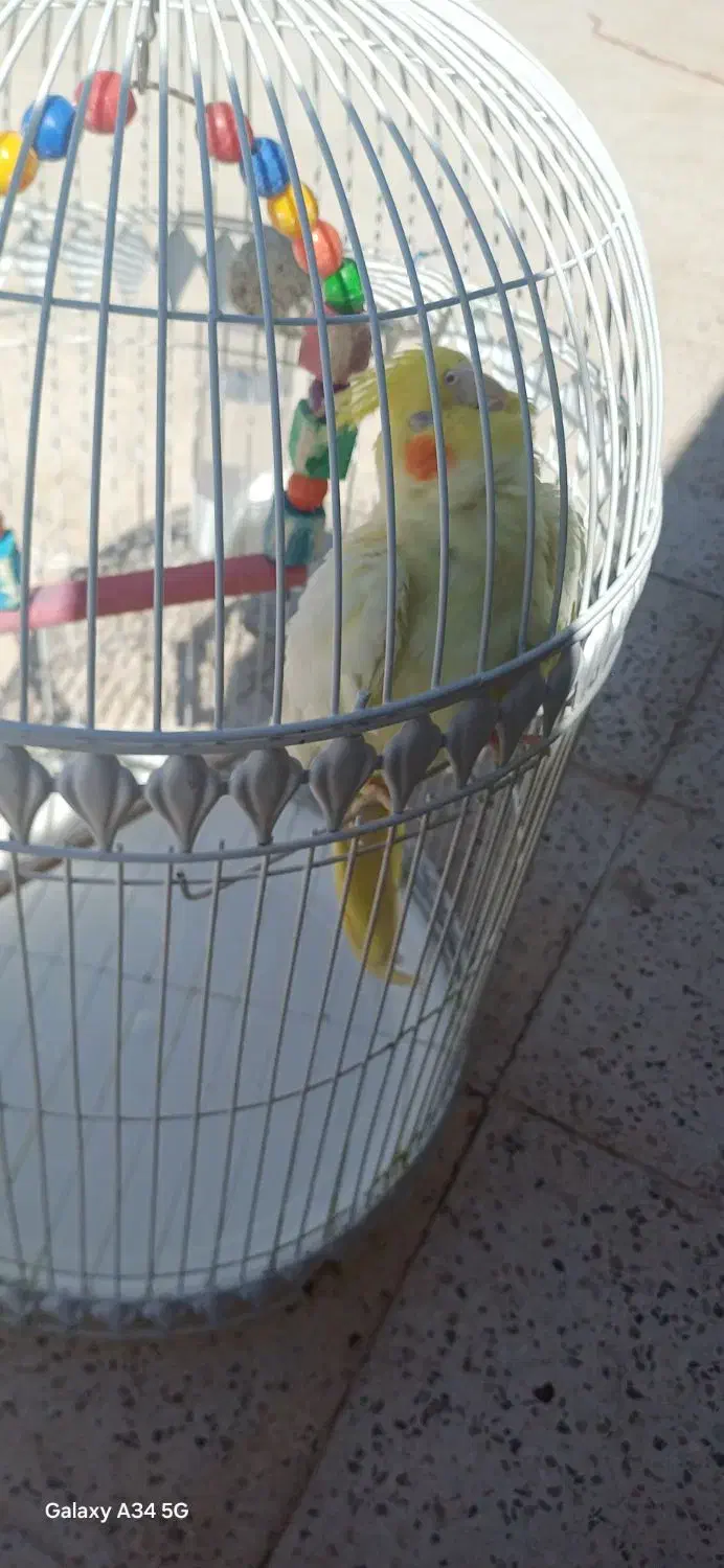 عروس هلندی|پرنده|سبزوار, باهنر|دیوار