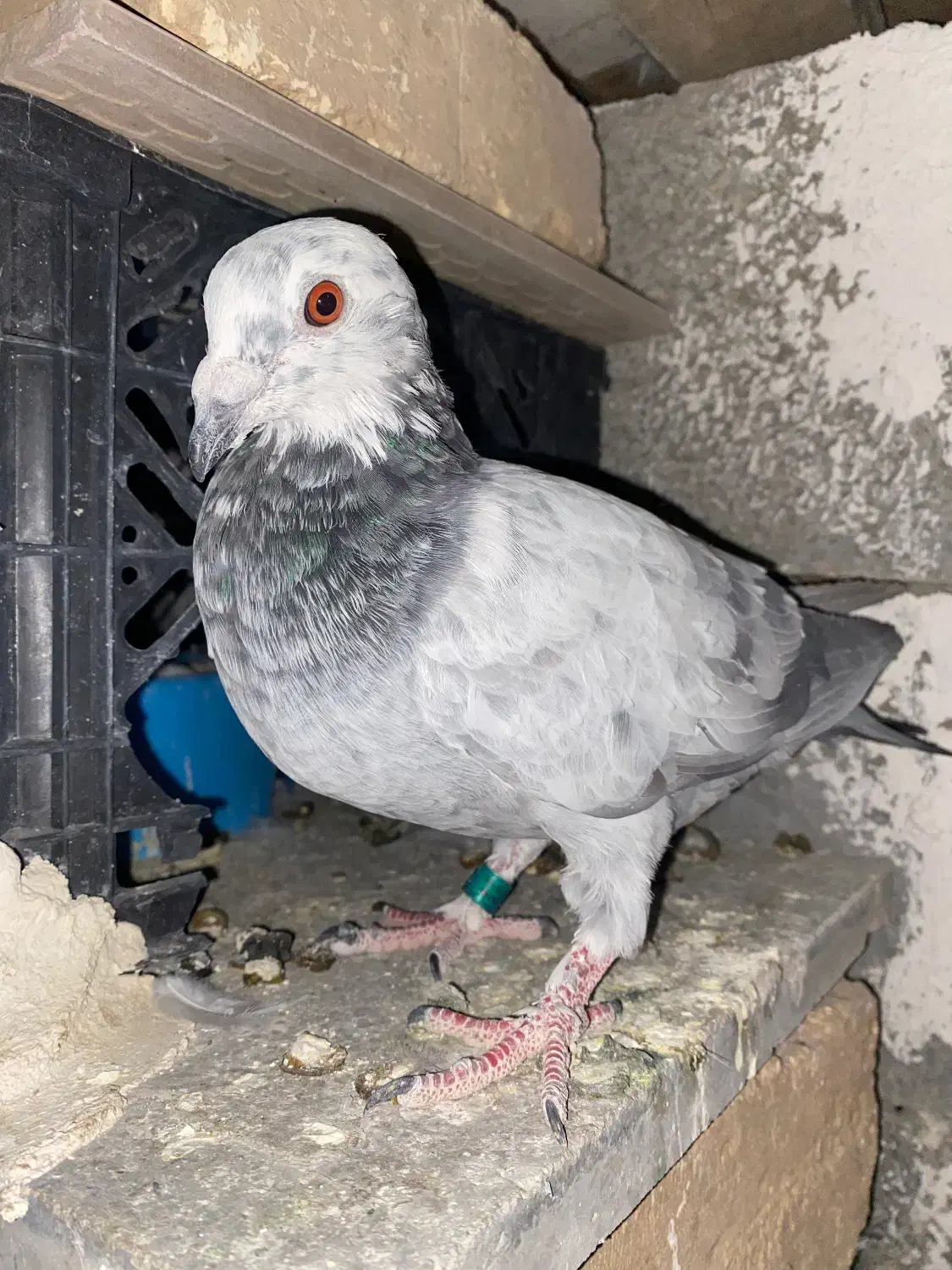 کبوتر پلاکی|پرنده|نورآباد ممسنی, |دیوار