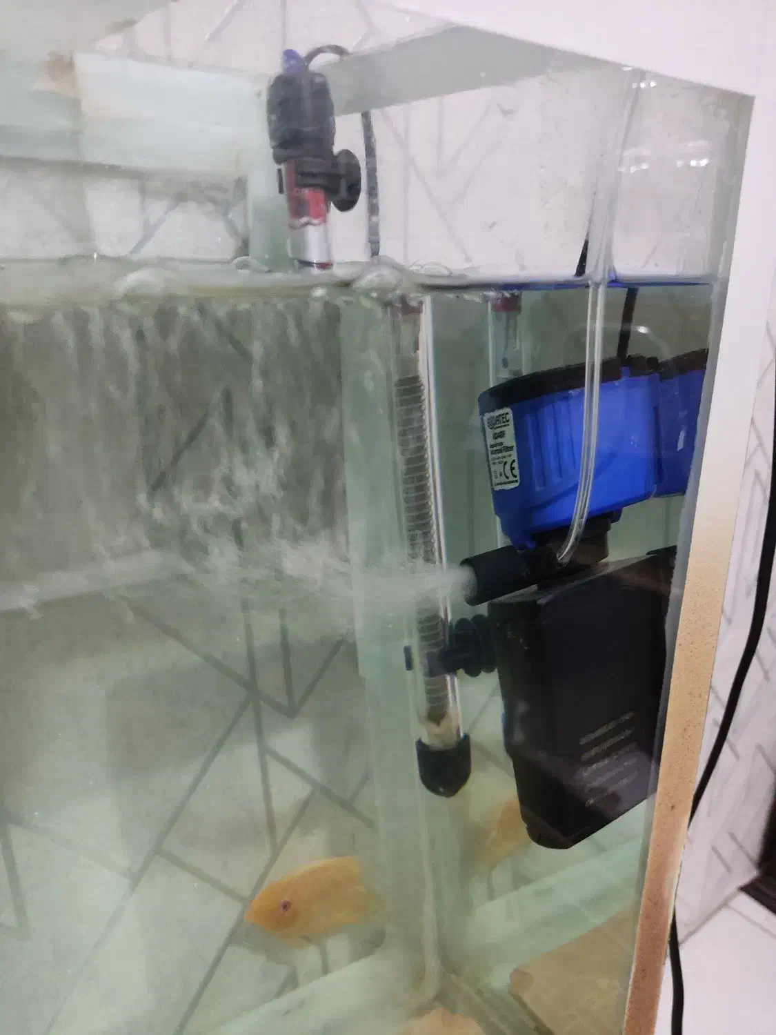 اکواریوم|ماهی|شهرکرد, |دیوار