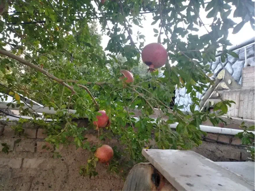 ۳۰۰۰ متر باغ مربع کامل موقعیت عالی|فروش خانه و ویلا|بیرجند, |دیوار