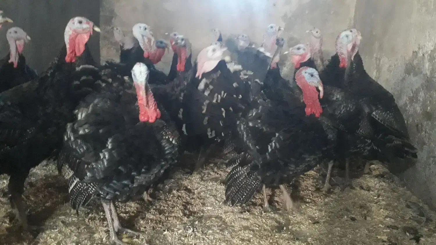 بوقلمون نر|حیوانات مزرعه|همدان, |دیوار