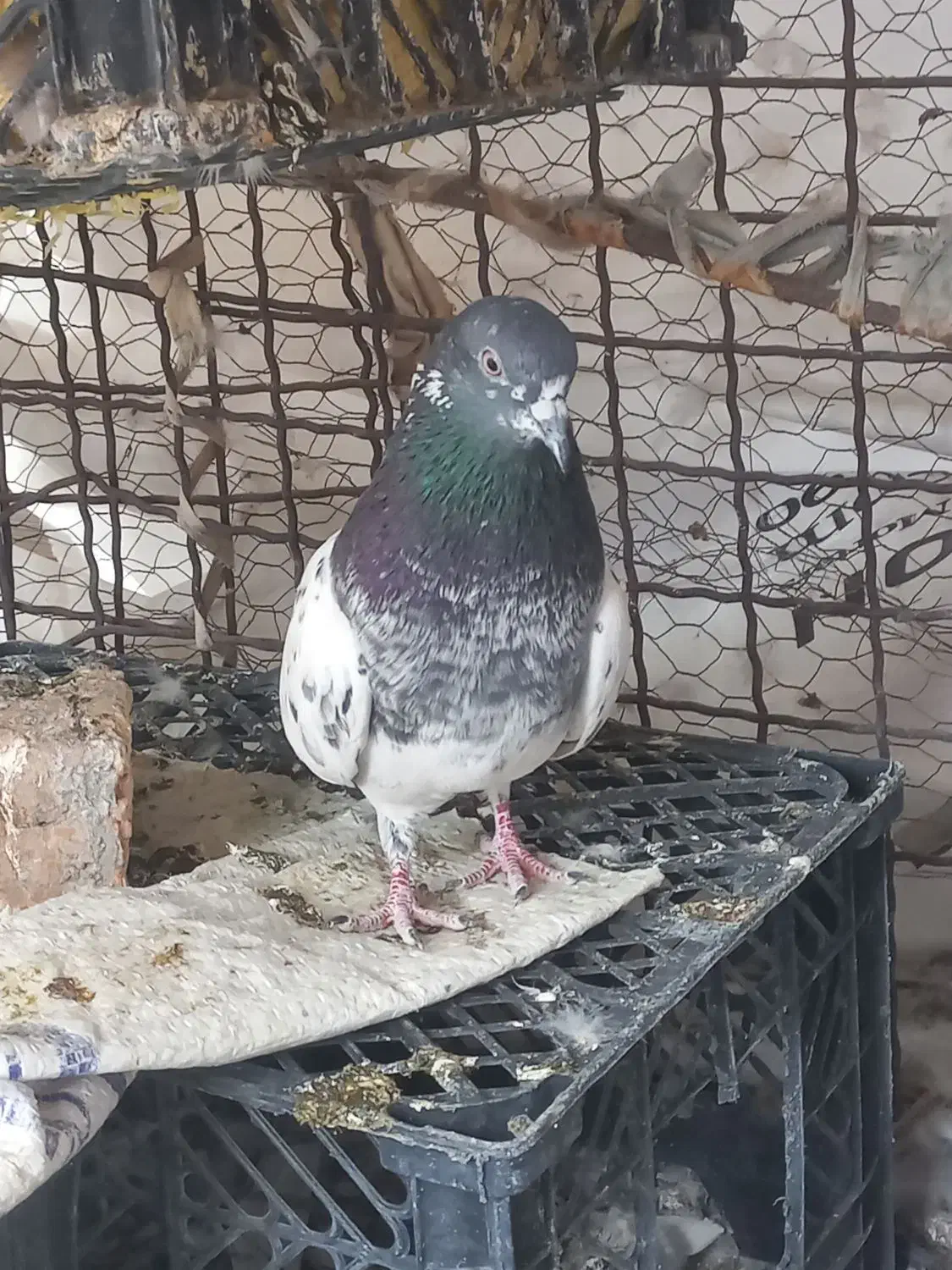 کفتر پاکستانی|پرنده|ایرانشهر, |دیوار