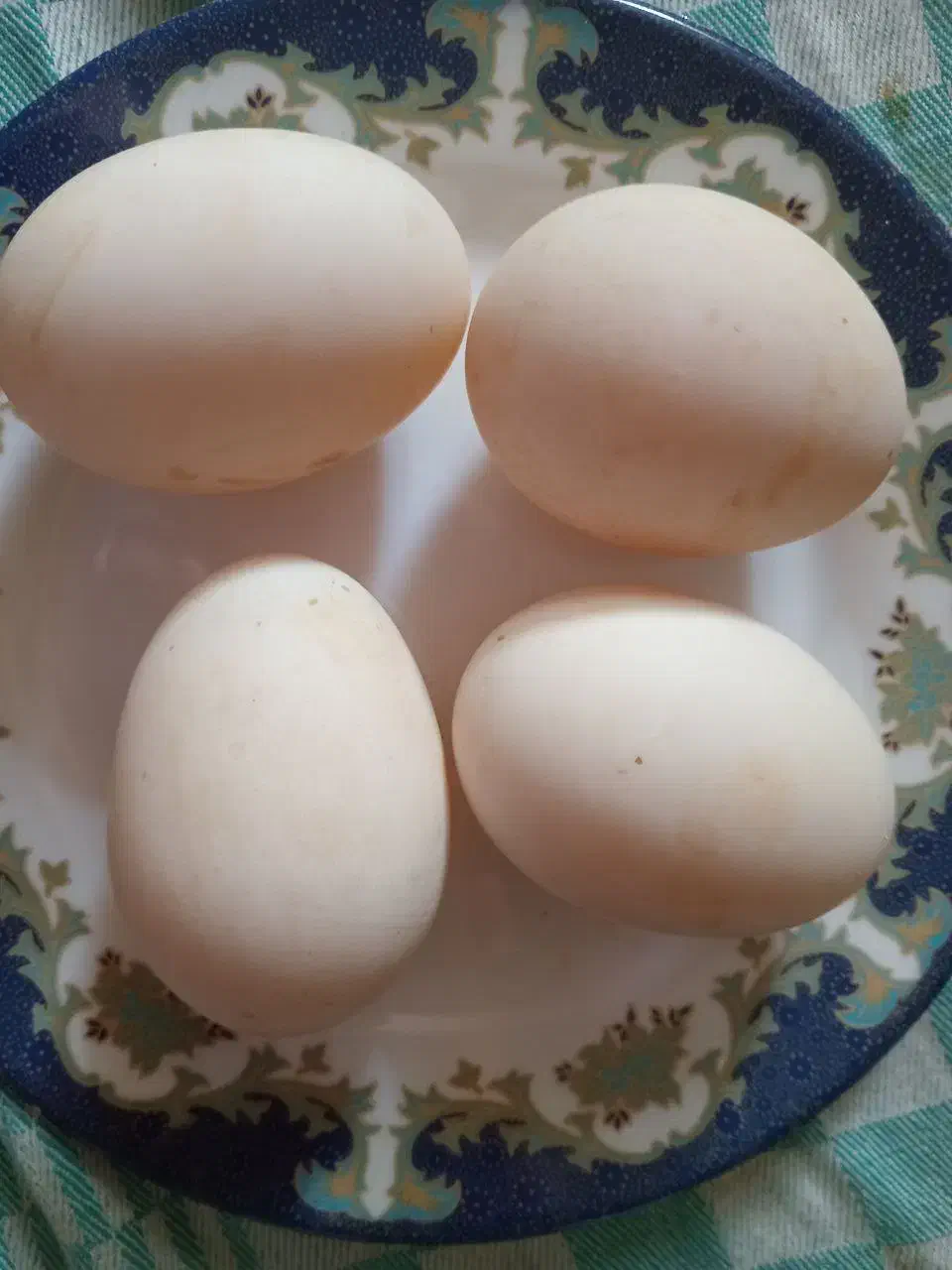 تخم مرغ و اردک نطفه دار|حیوانات مزرعه|ساری, |دیوار