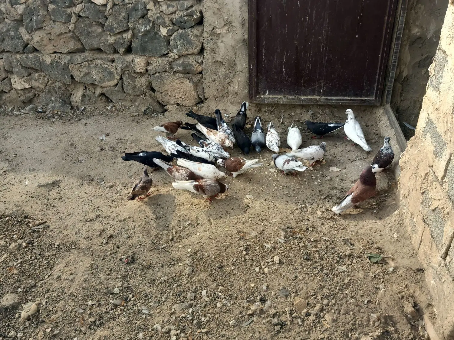 300|پرنده|پلدشت, |دیوار
