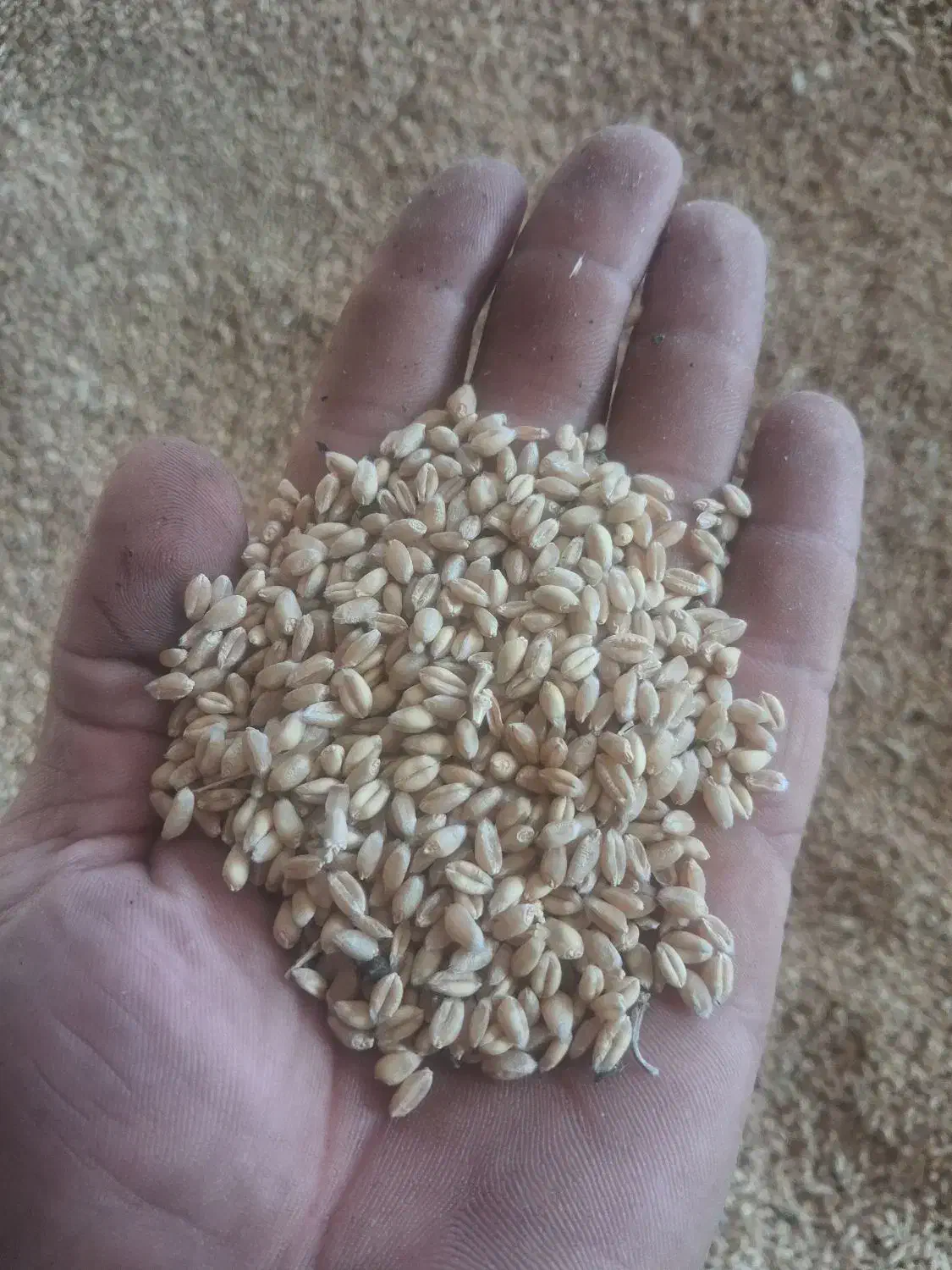 گندم پیشگام آبی|خوردنی و آشامیدنی|گیان, |دیوار