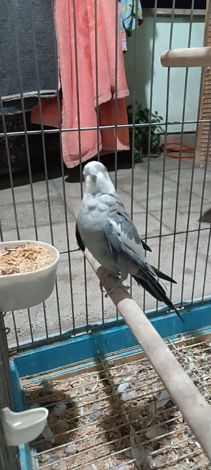 عروس هلندی آلبینو ووایت|پرنده|شهریار, شهرک امیریه|دیوار