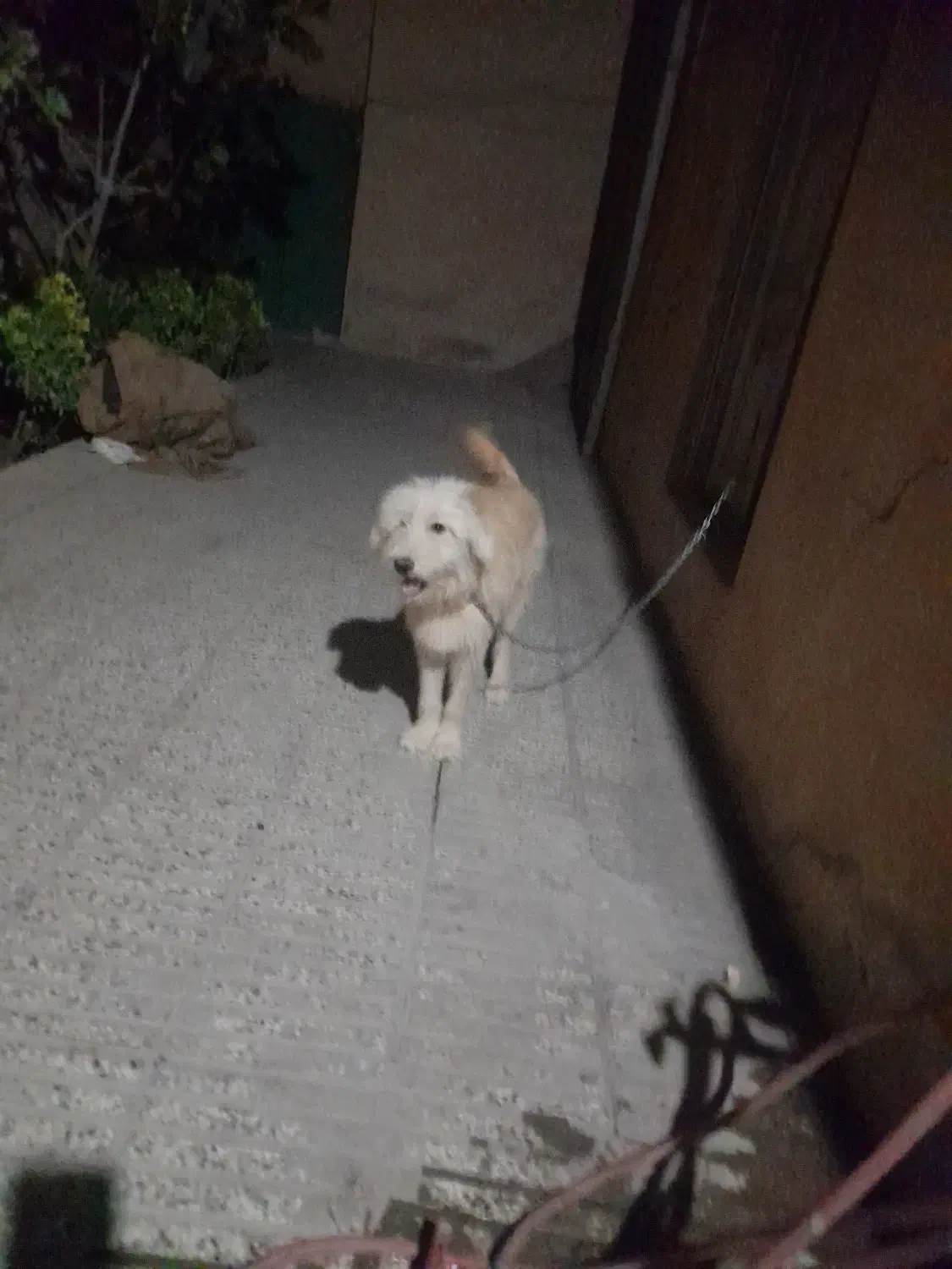 مژدگانی‌ دیدی ادرس کارت به کارت یا نقد|حیوانات|شاهرود, |دیوار