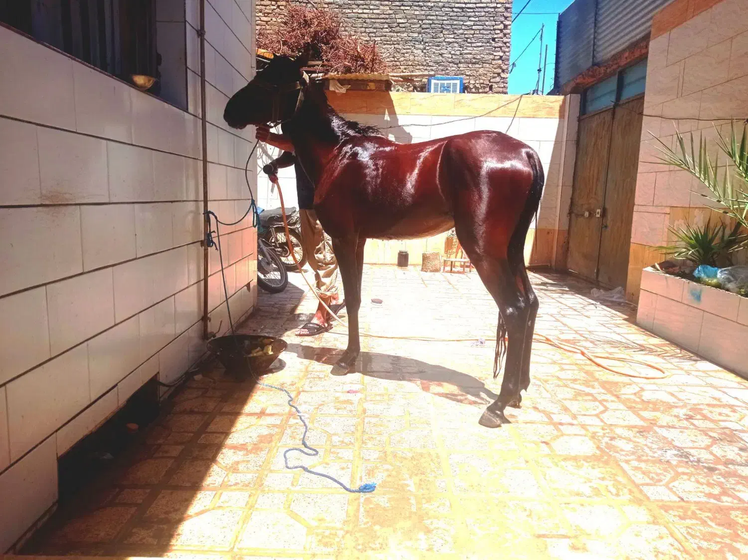 نریون ترکمن|اسب و تجهیزات اسب‌سواری|تربت‌حیدریه, پارک کاشانی|دیوار