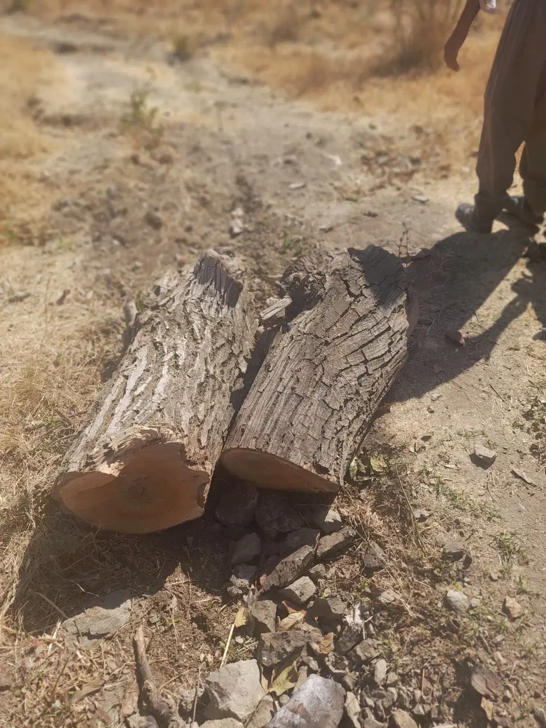 هرس|خدمات باغبانی و درختکاری|شیروان (لرستان), |دیوار