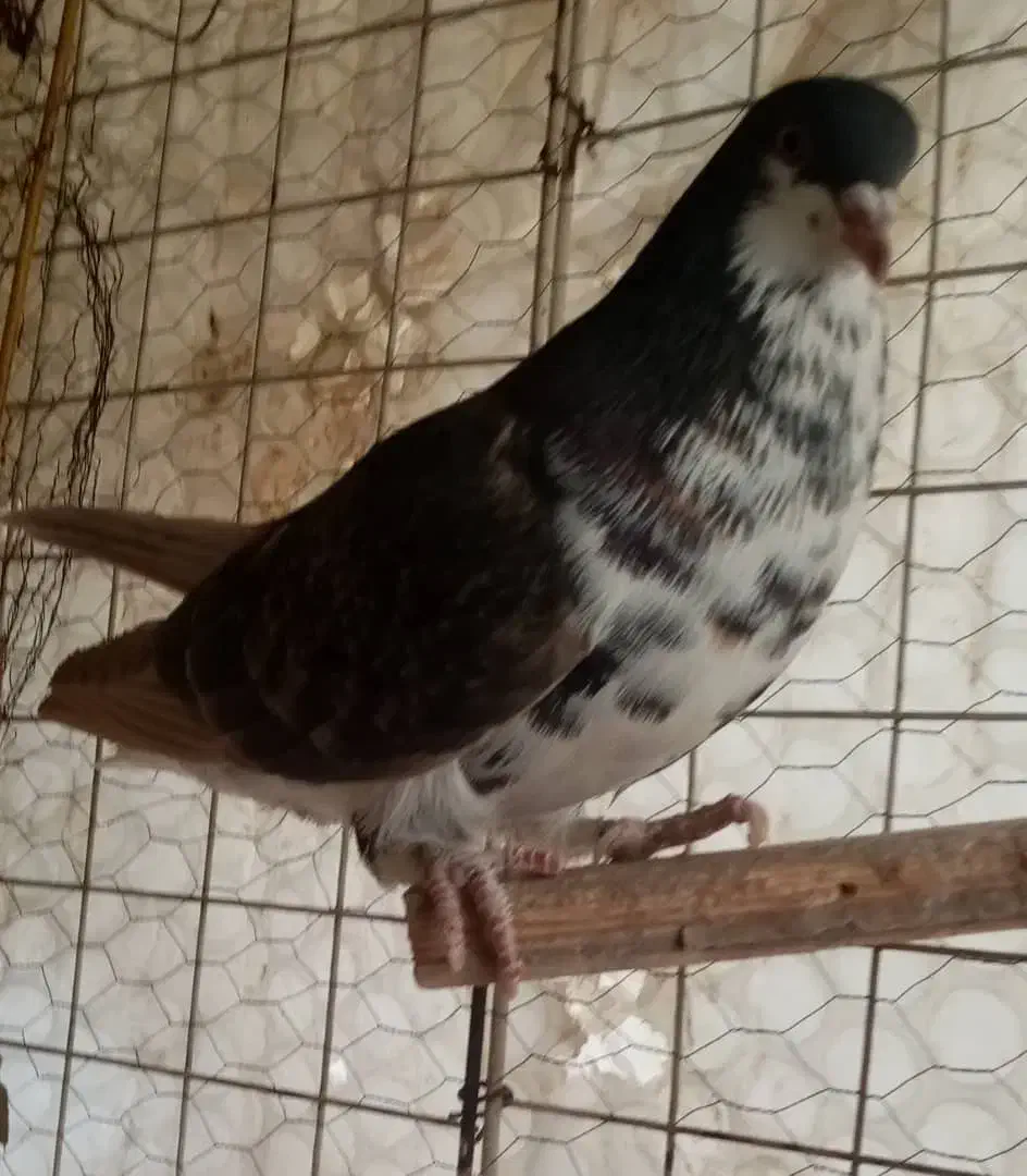 ماده خوشرنگ|پرنده|شاهین‌شهر, شهرک پردیس|دیوار