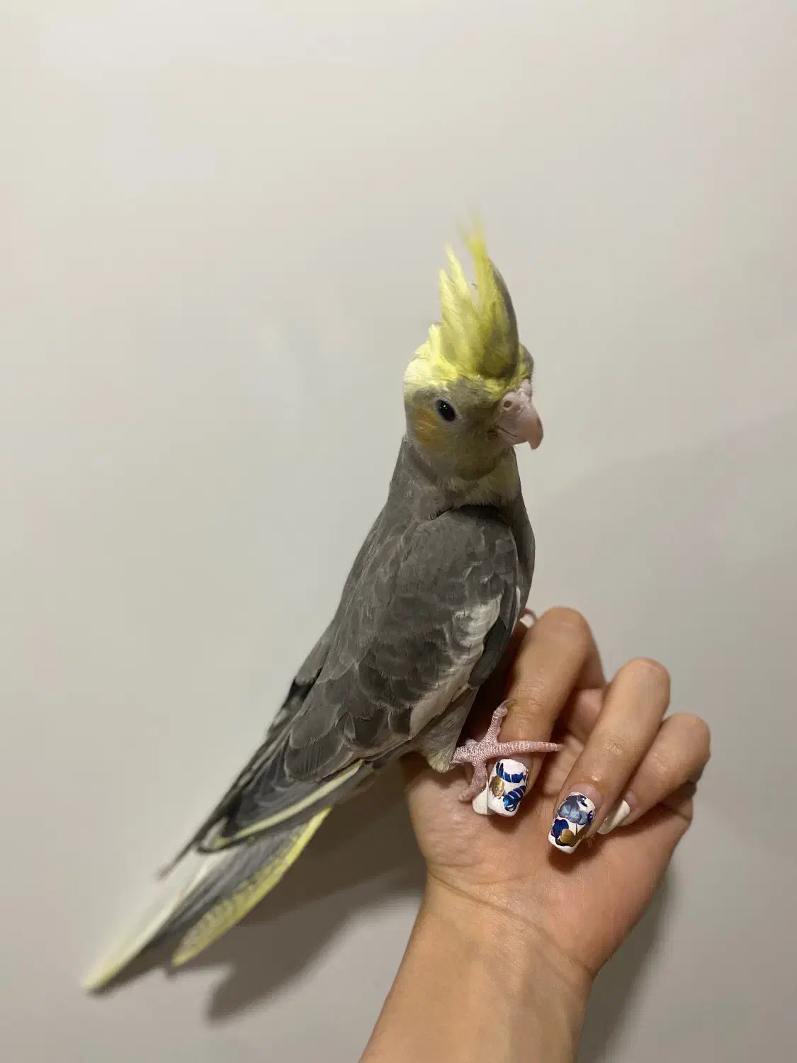 عروس هلندی دستی|پرنده|کرج, باغستان|دیوار