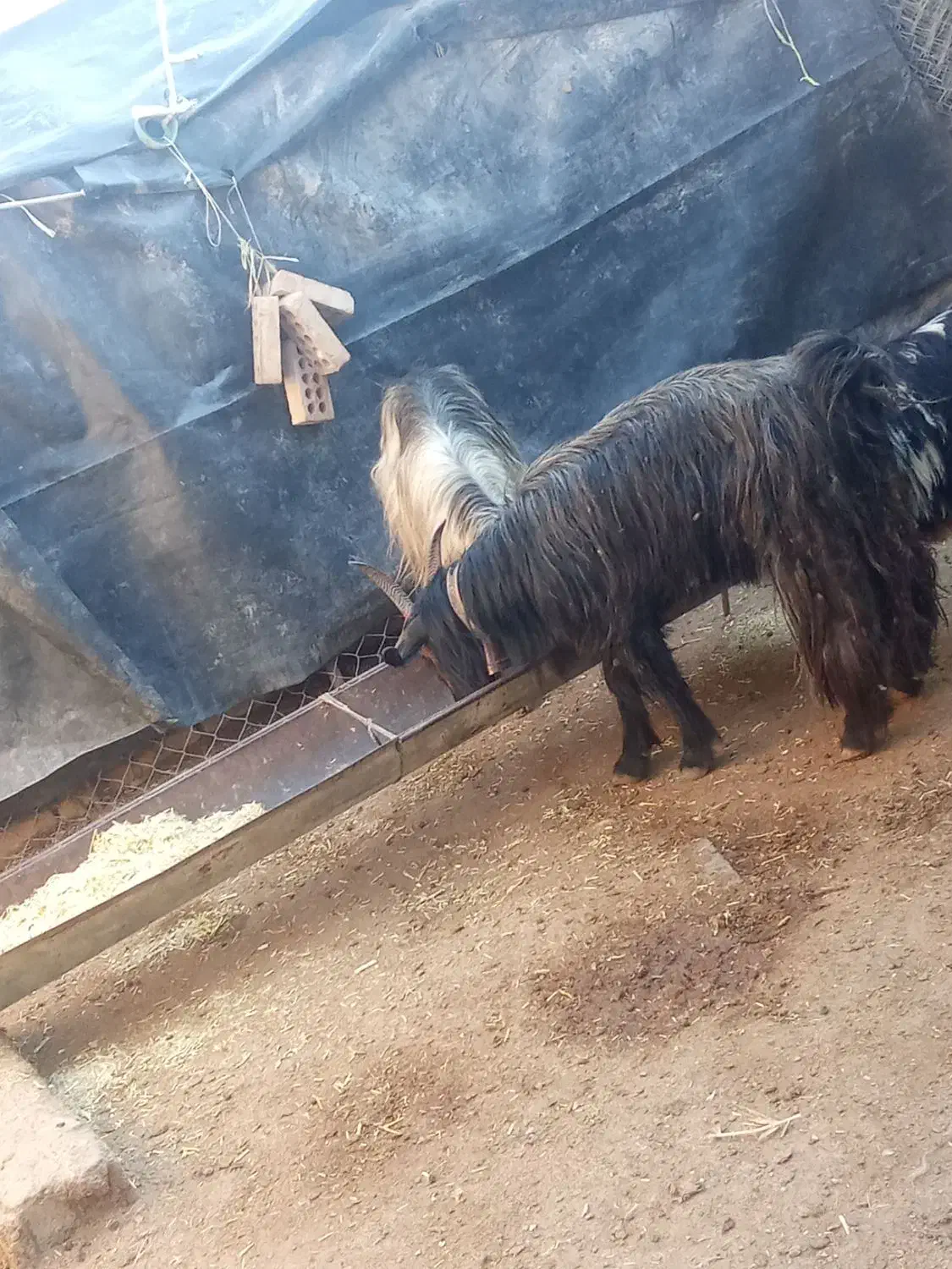 بز و میش|حیوانات مزرعه|گتوند, |دیوار