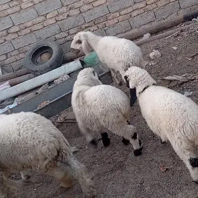 چند دونه گوسفند مالداری|حیوانات مزرعه|زهک, |دیوار