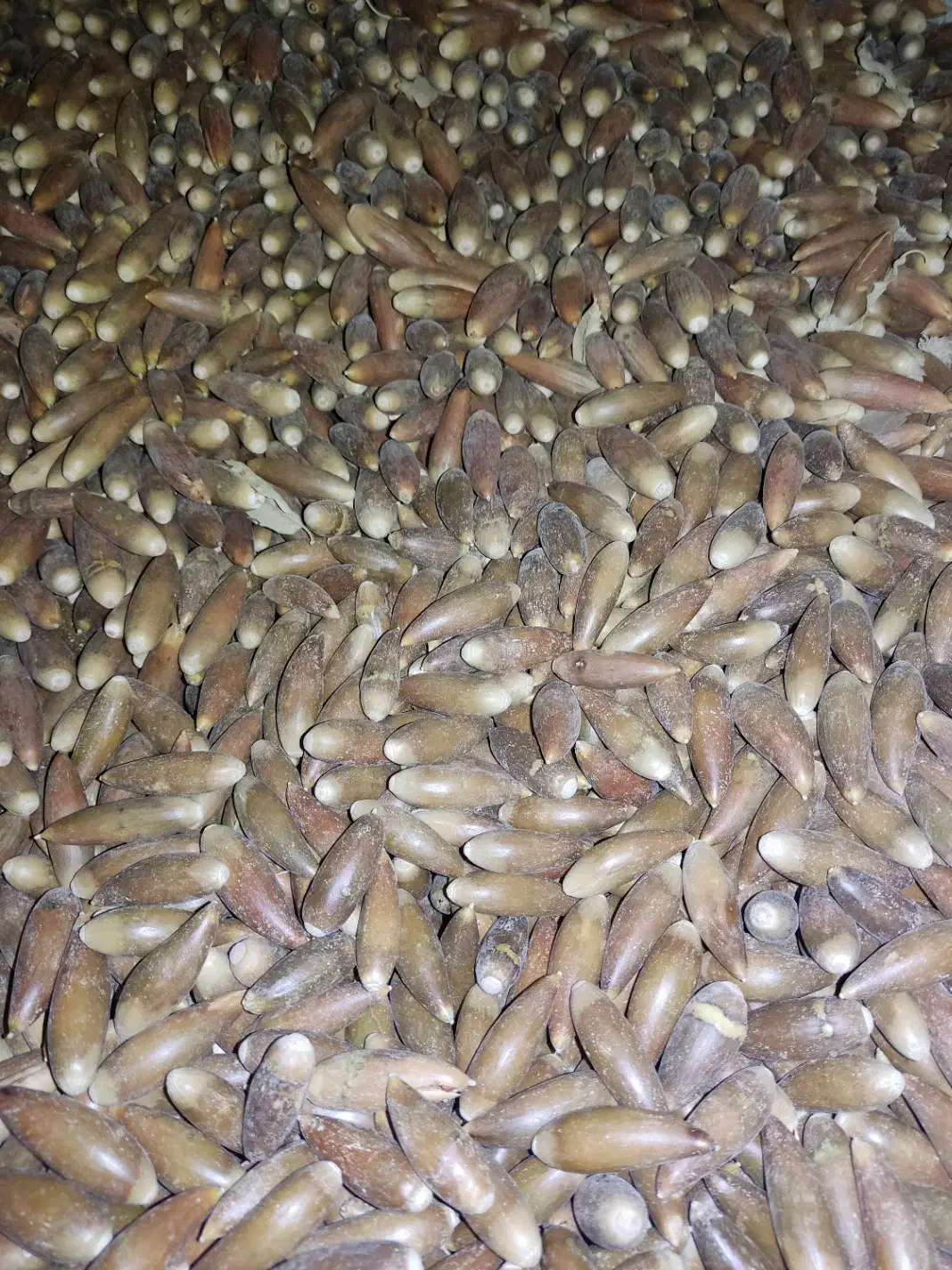 حیوانات مزرعه|حیوانات مزرعه|دهدشت, |دیوار