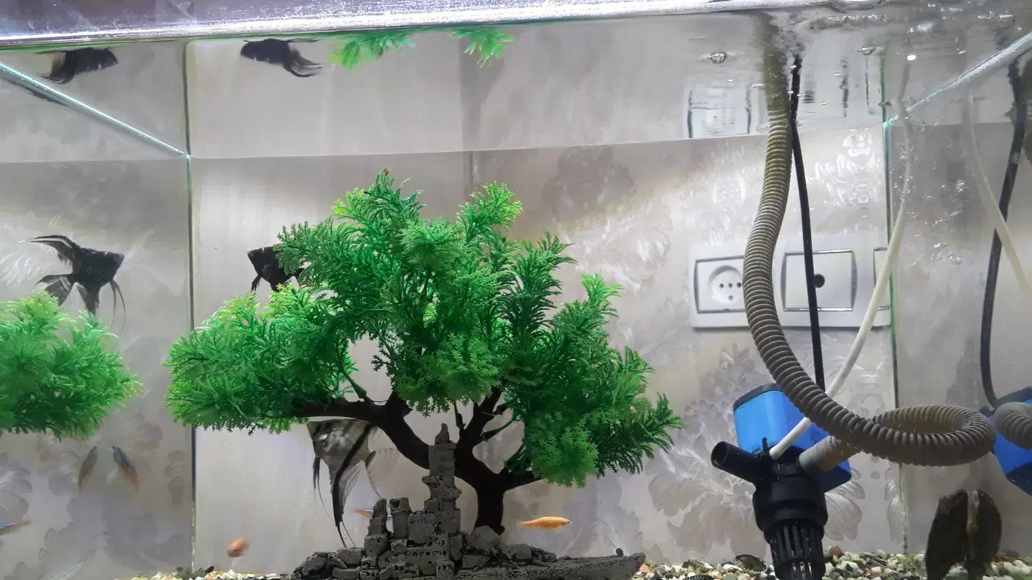 آکواریوم|ماهی|رشت, نخودچر|دیوار