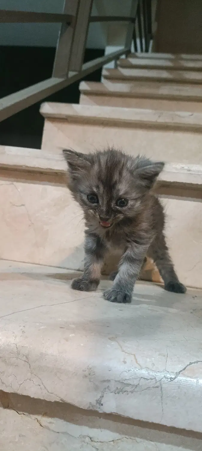 گربه|گربه|گرمسار, |دیوار