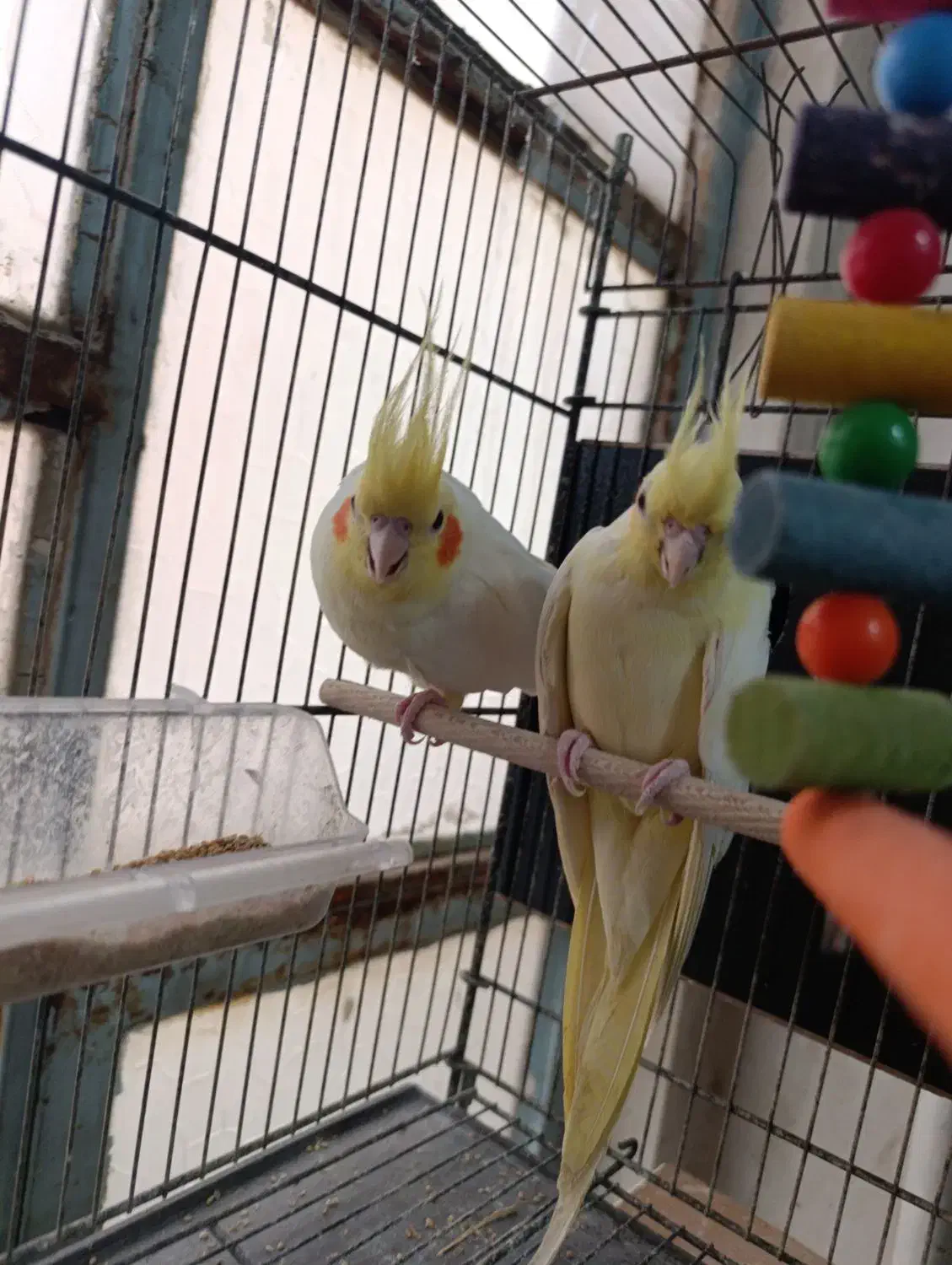 عروس و گرینجیک|پرنده|قم, باغ اشرافی|دیوار