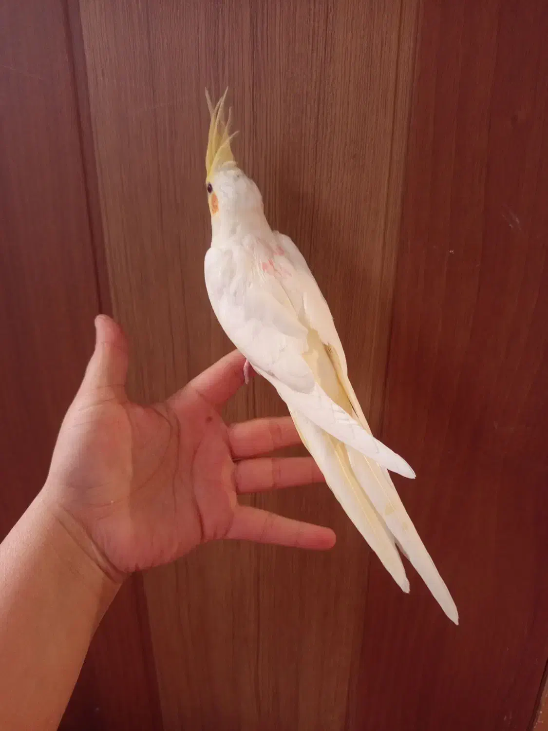 عروس هلندی دستی|پرنده|صدرا-فارس, فاز ۱|دیوار