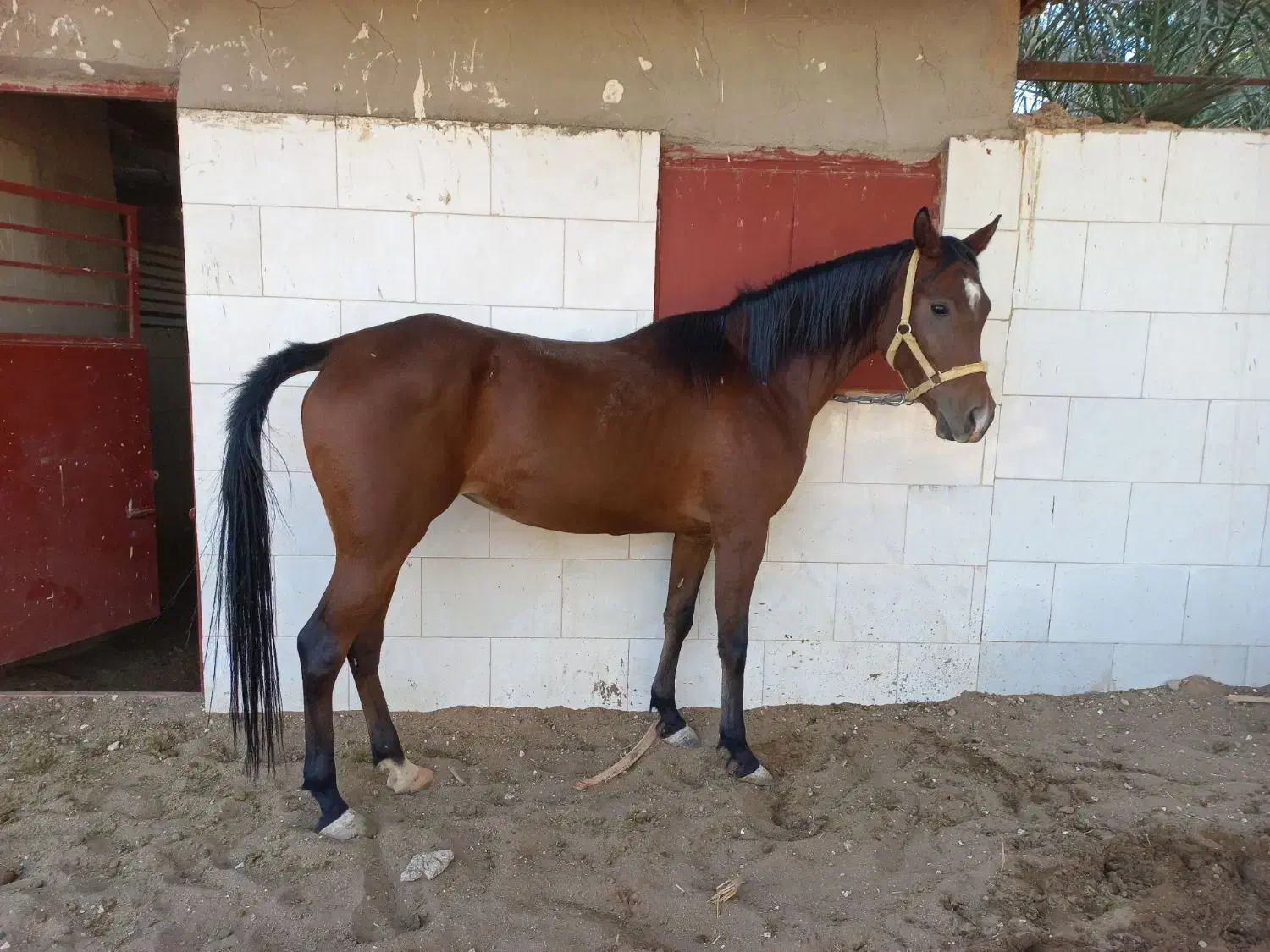 اسب نژاد عرب مادیان|اسب و تجهیزات اسبسواری|مشهد, هفده شهریور|دیوار