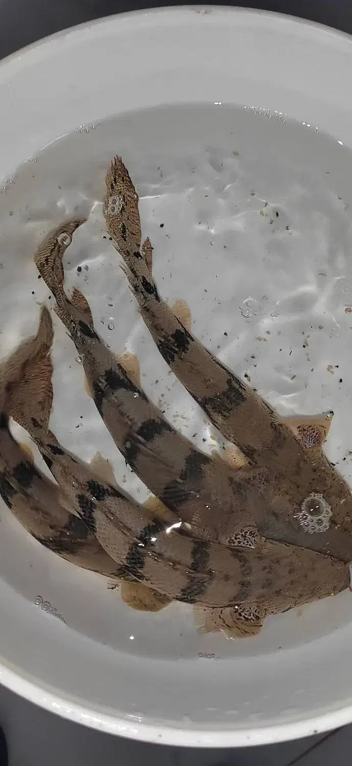 ماهی پولی اندیچری|ماهی|تهران, مولوی|دیوار