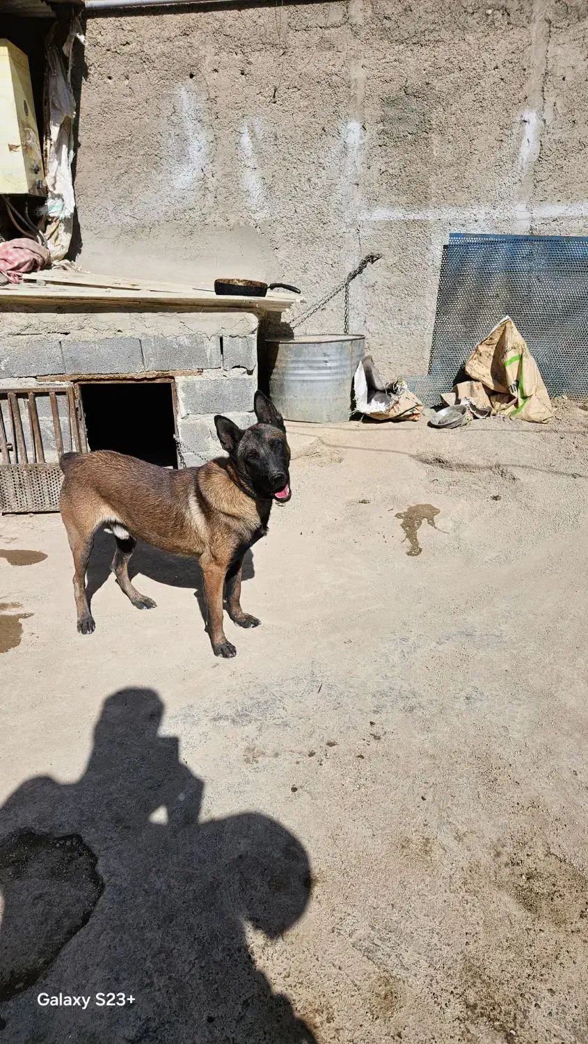 مالینویز نر اماده جفت گیری|سگ|پردیس, سیاه سنگ|دیوار