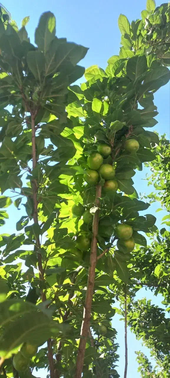 منزل مسکونی-باغ دارای چاه آب وگاوداری سند دار|فروش زمین و ملک کلنگی|باوله, |دیوار