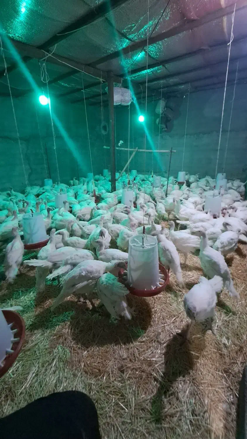 بوقلمون گوشتی طبیعی|حیوانات مزرعه|الشتر, |دیوار