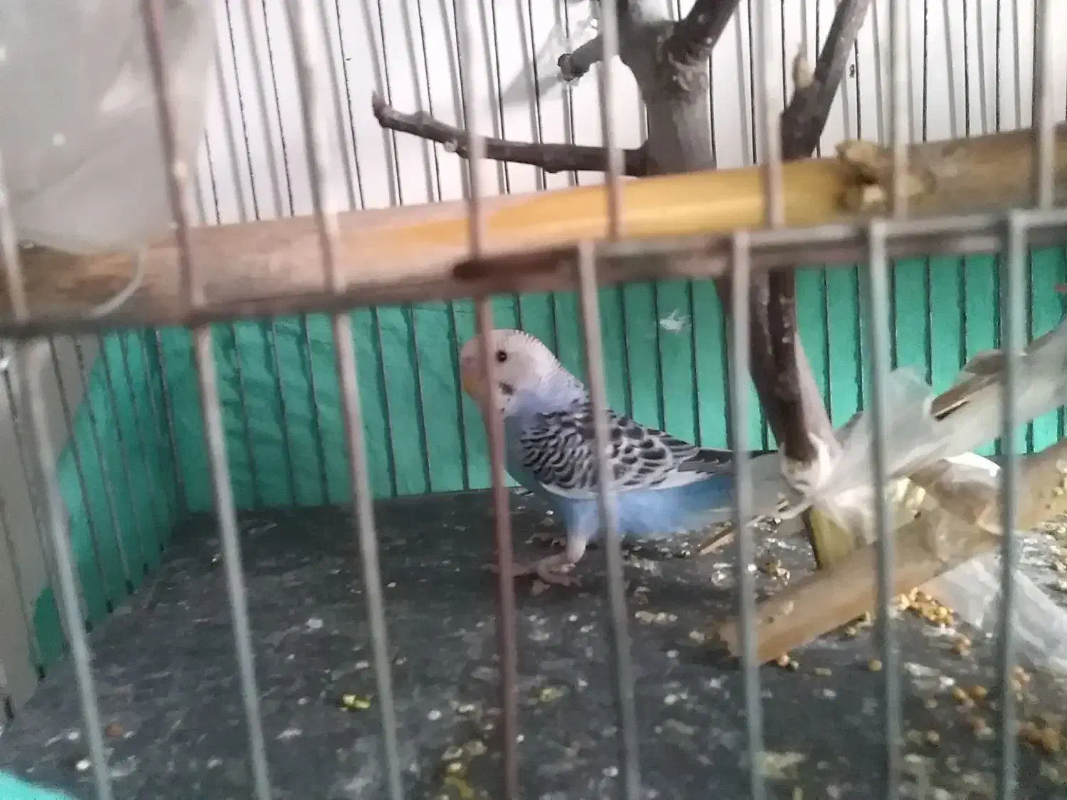 دوعدد مرغ عشق 300|پرنده|نگین شهر, |دیوار