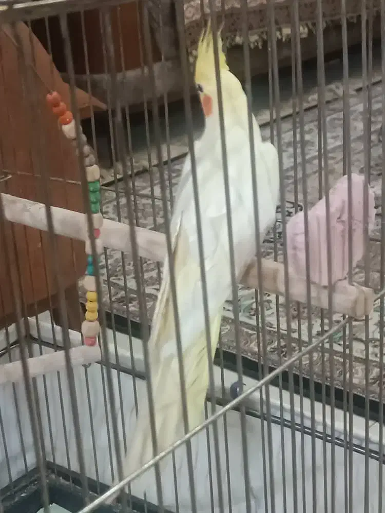 عروس هلندی زیبا و سالم|پرنده|فردیس, فردیس|دیوار