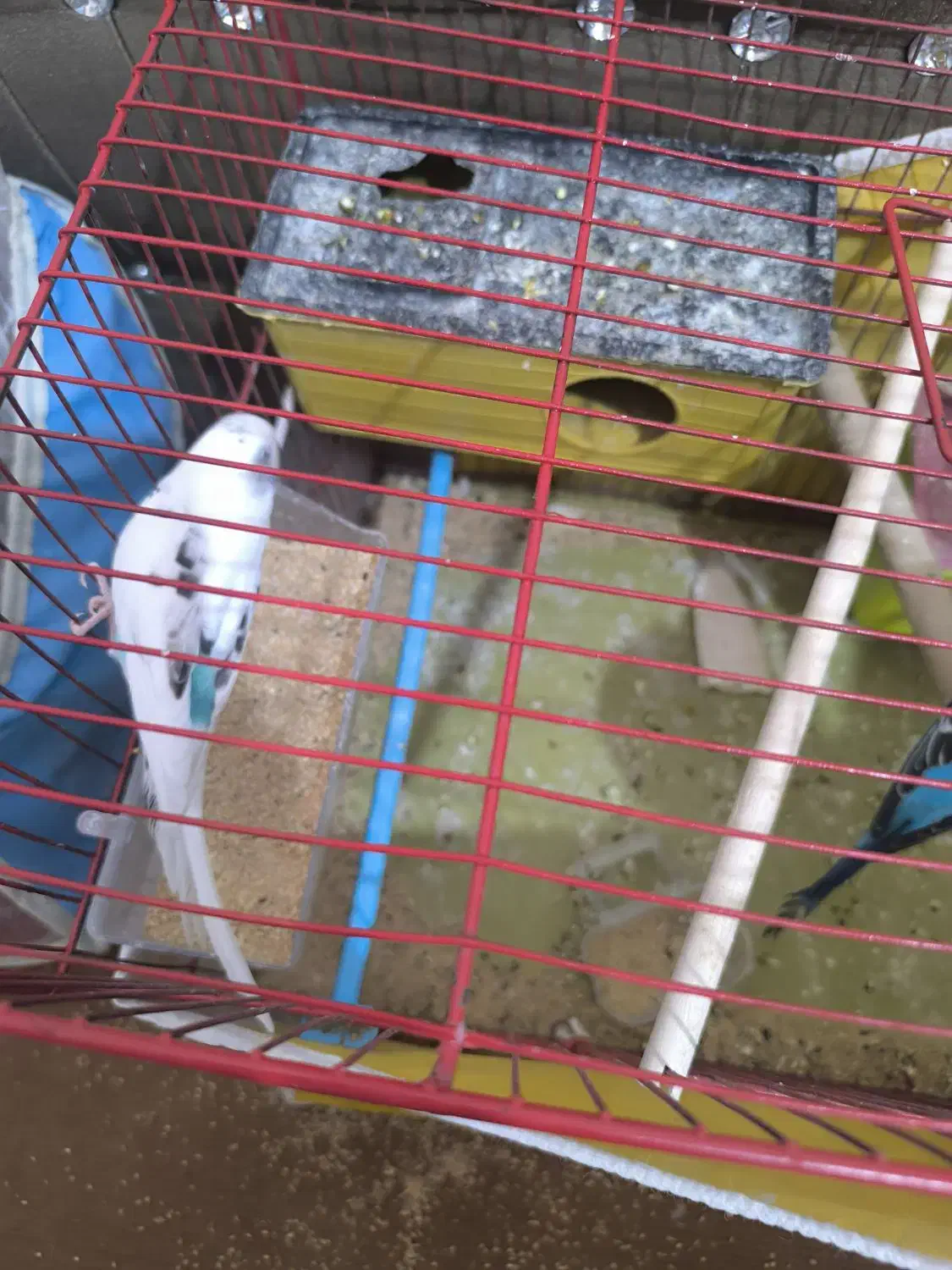 پرنده|پرنده|شیراز, کوشک میدان|دیوار