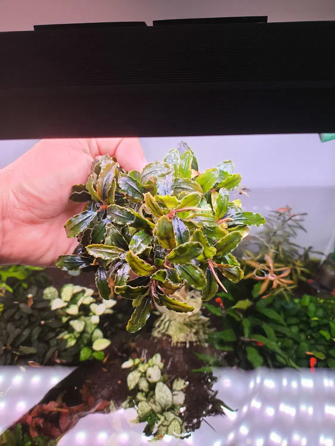 گیاه آکواریوم بوسفلاندرا|ماهی|تهران, جنت‌آباد مرکزی|دیوار