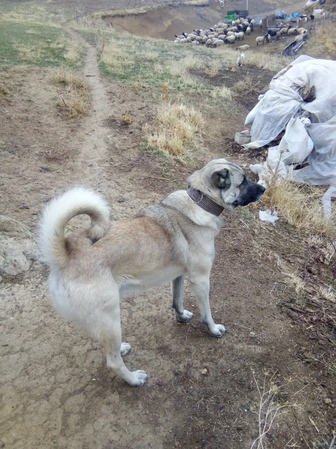 سگ گله داری نگهبان|سگ|سیلوانه, |دیوار