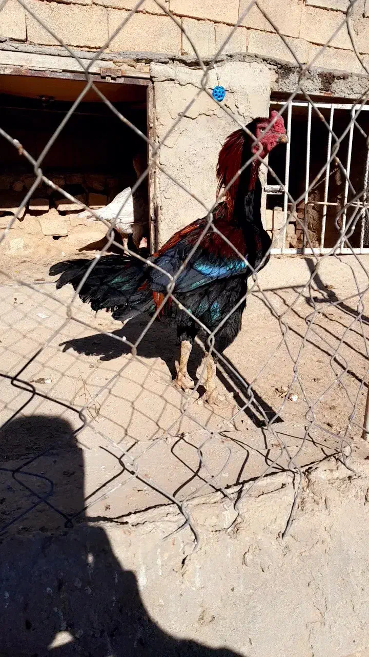 خروس لاری|حیوانات مزرعه|رزن, |دیوار