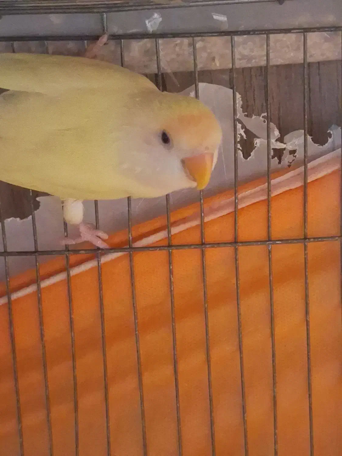 طوطی برزیلی کرمینو|پرنده|ارومیه, |دیوار