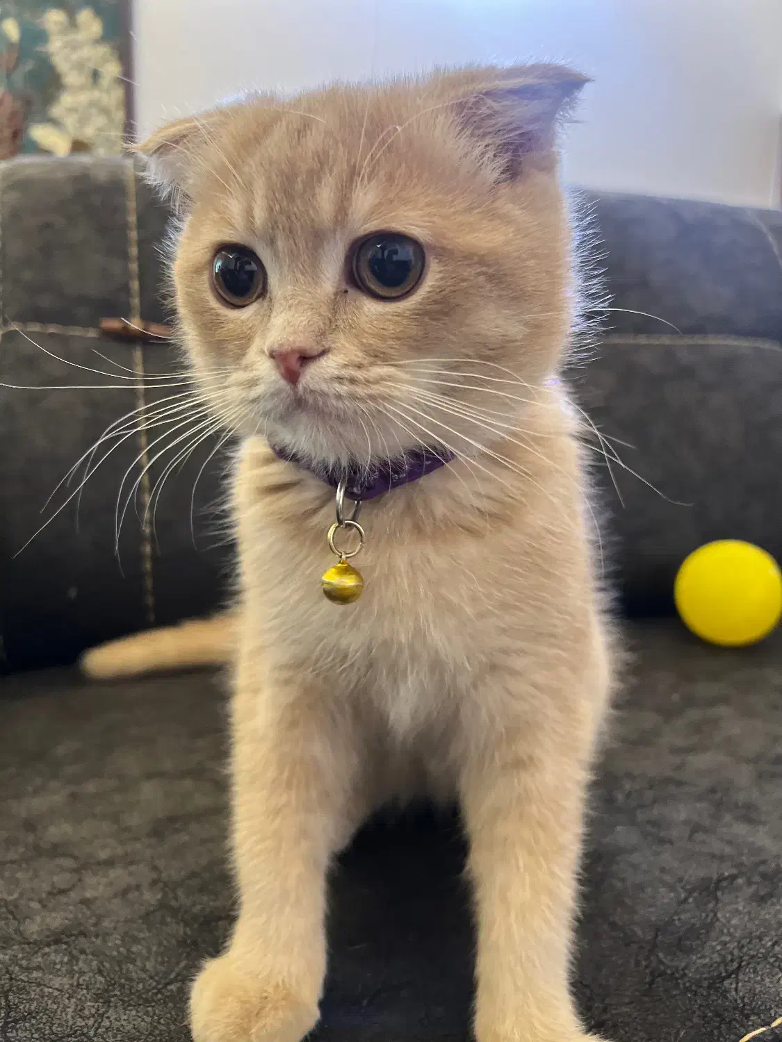 بچه گربه ۴ ماهه اسکاتییش زیبا|گربه|قم, مهدیه|دیوار