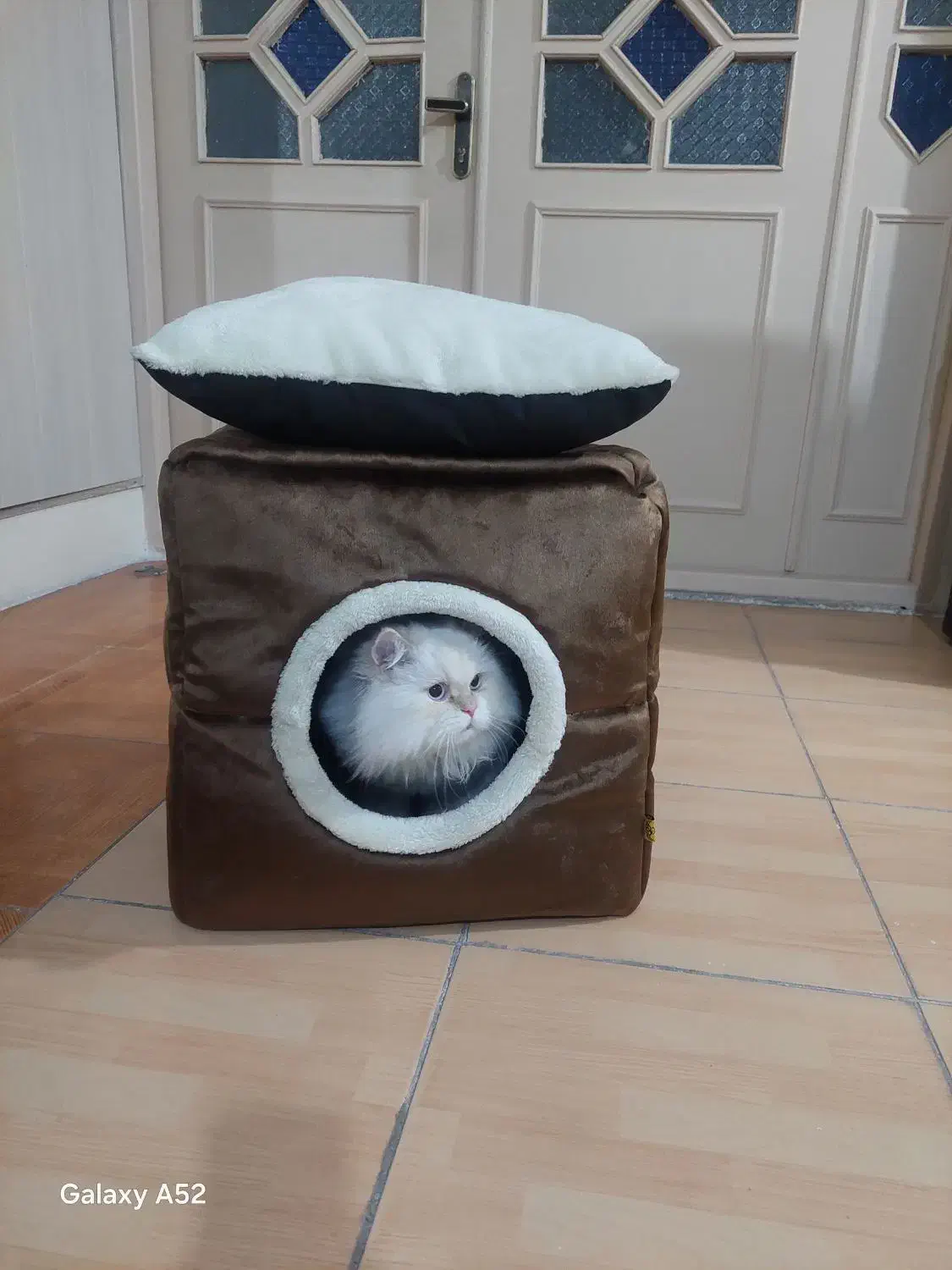 خانه گربه|لوازم جانبی حیوانات|ارومیه, |دیوار