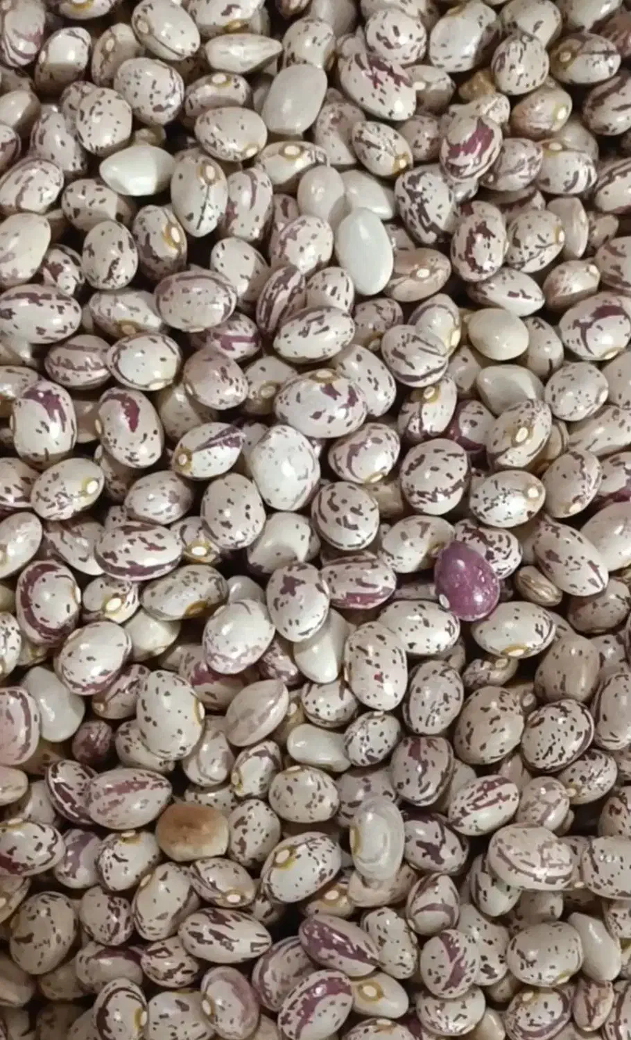 لوبیا چیتی پاک کرده|حراج|کاشان, فاز ۲ ناجی آباد|دیوار