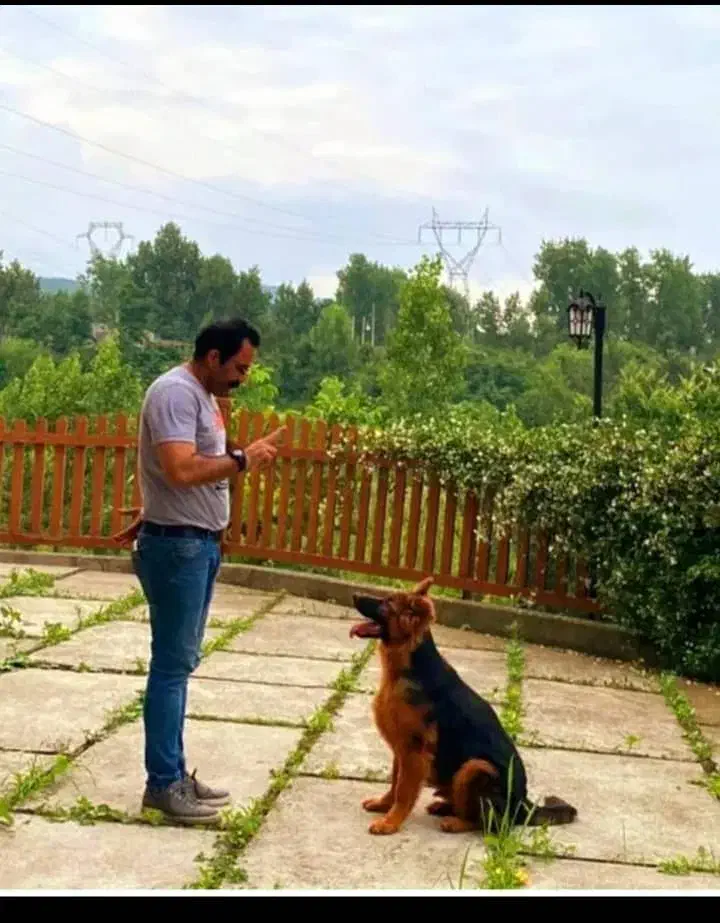 سگ .آموزش .پانسیون.مشاوره|خدمات پیشه و مهارت|سنگر, |دیوار