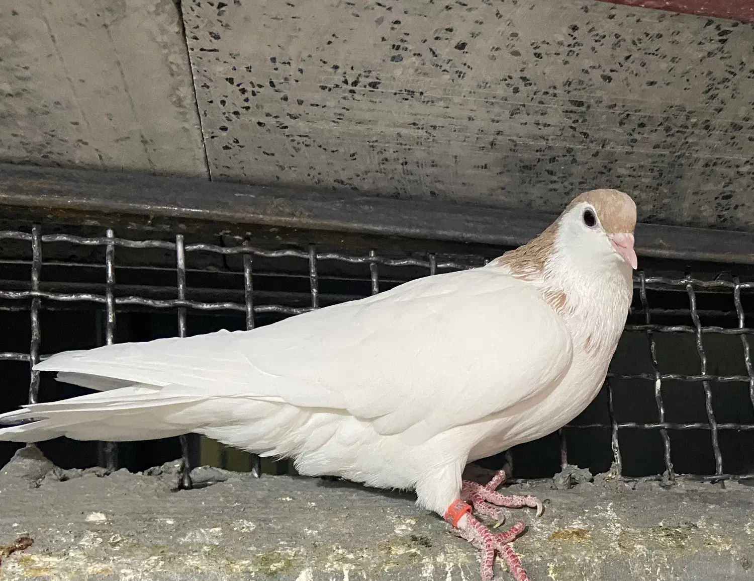 کفتر|پرنده|تربت جام, پاسداران|دیوار