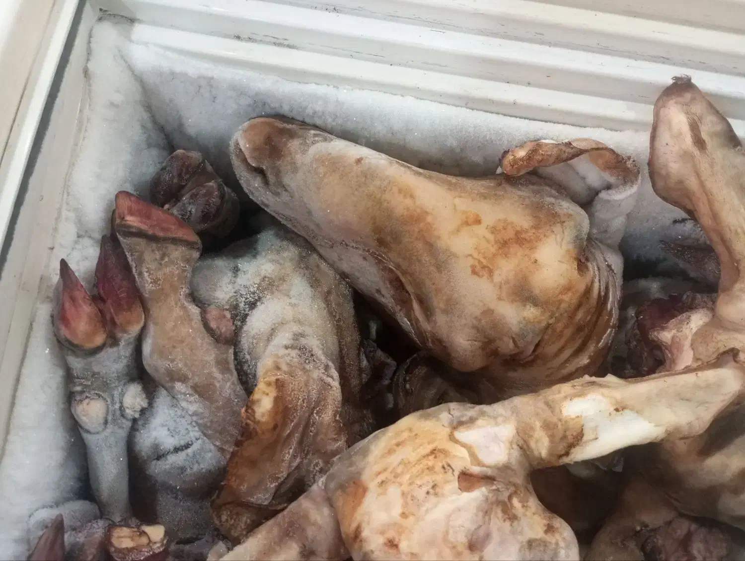 کله پاچه پاک شده .ایلام. به صورت عمده. ارسال داریم|خوردنی و آشامیدنی|ایلام, |دیوار