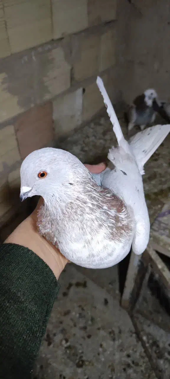 کبوتر سرور|پرنده|رباط‌کریم, نصیرشهر|دیوار