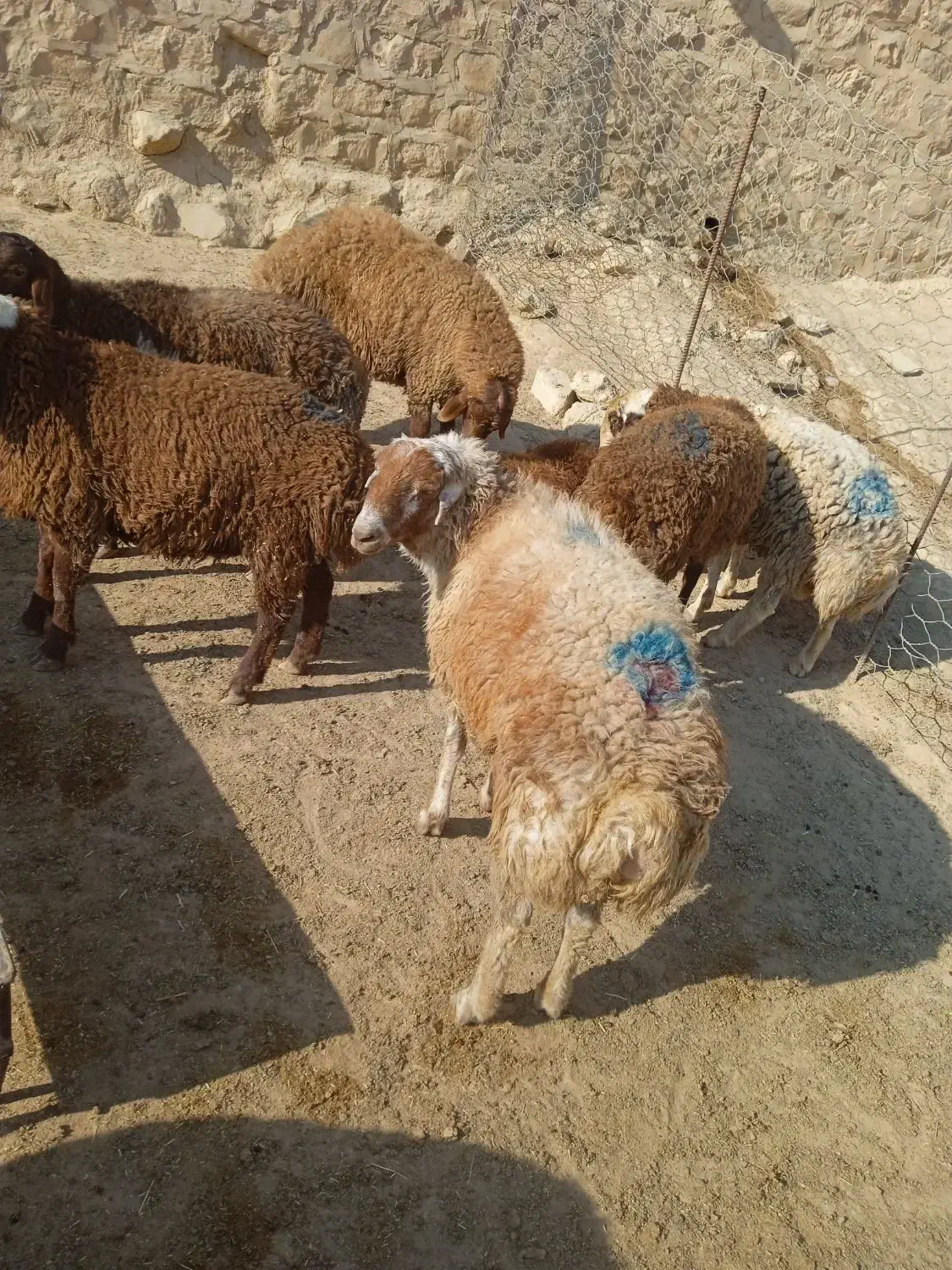 بره قوچ سبز|حیوانات مزرعه|کوهدشت, |دیوار