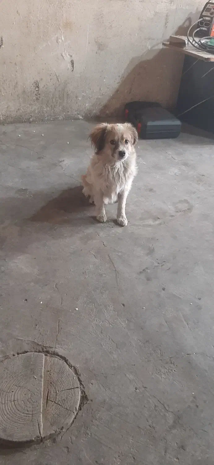 سگ شیتزو باهوش|سگ|پاکدشت, خاتون آباد|دیوار