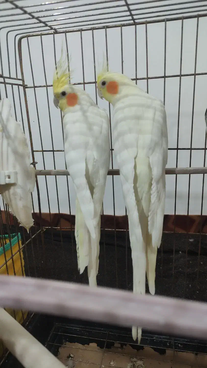 عروس هلندی|پرنده|کبودرآهنگ, |دیوار